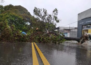 Un árbol gigante cayó en la avenida Eva Perón y paralizó el tránsito