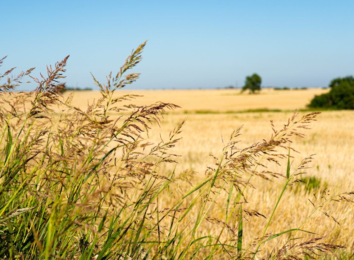 Está en marcha la distribución de boletas del Inmobiliario Rural