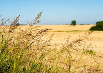Está en marcha la distribución de boletas del Inmobiliario Rural