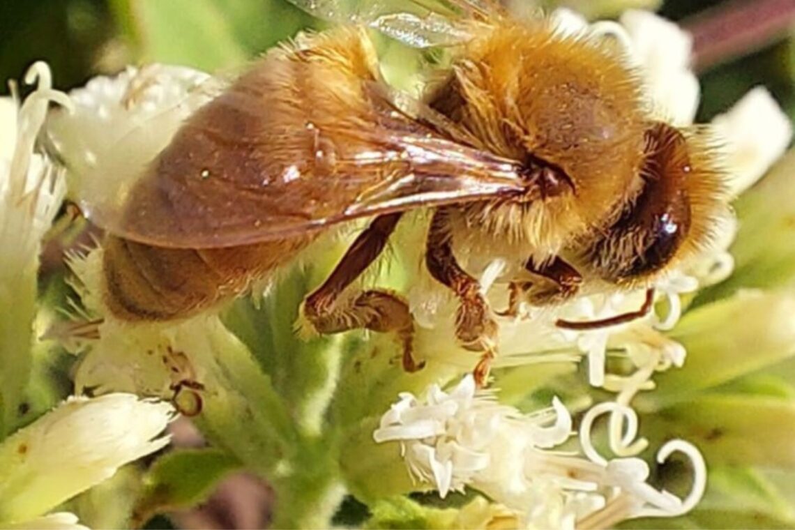 Las abejas contribuyen a la producción del 75 por ciento de los alimentos