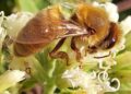 Las abejas contribuyen a la producción del 75 por ciento de los alimentos