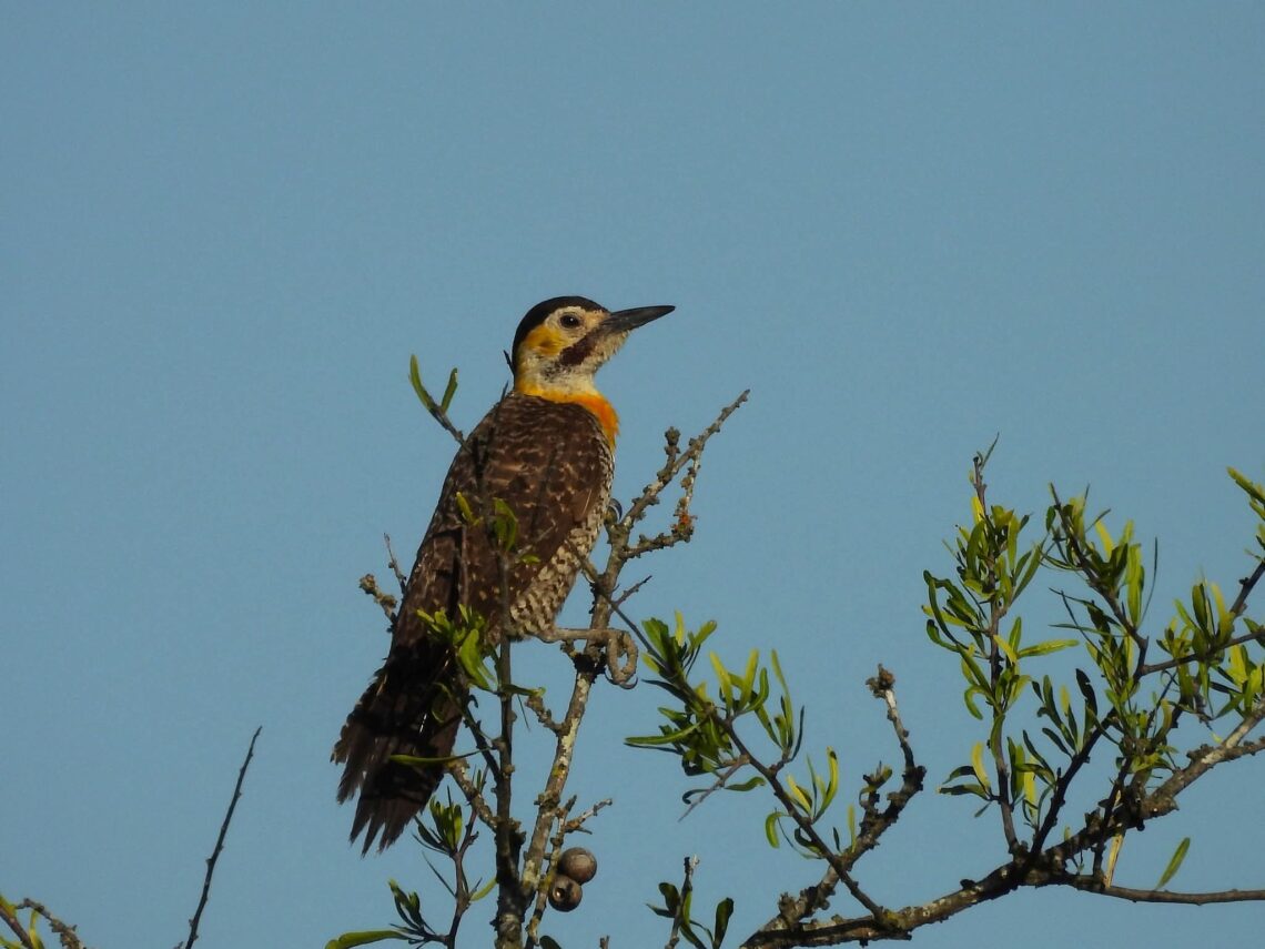 HALLAN MÁS DE 200 ESPECIES DE ANIMALES SILVESTRES EN UN RELEVAMIENTO DE LA RESERVA NATURAL PAMPA AZUL