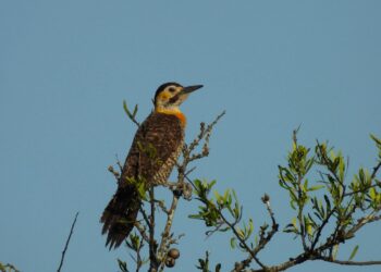 HALLAN MÁS DE 200 ESPECIES DE ANIMALES SILVESTRES EN UN RELEVAMIENTO DE LA RESERVA NATURAL PAMPA AZUL