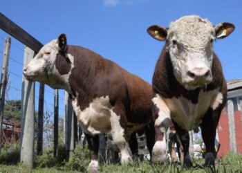 Concordia no tendrá exposición rural y los organizadores explicaron el motivo