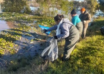 TRAS LA BAJANTE DEL RÍO URUGUAY, LA MUNICIPALIDAD REALIZA RECONEXIONES DE MEDIDORES Y LIMPIEZA DEL ARROYO MANZORES