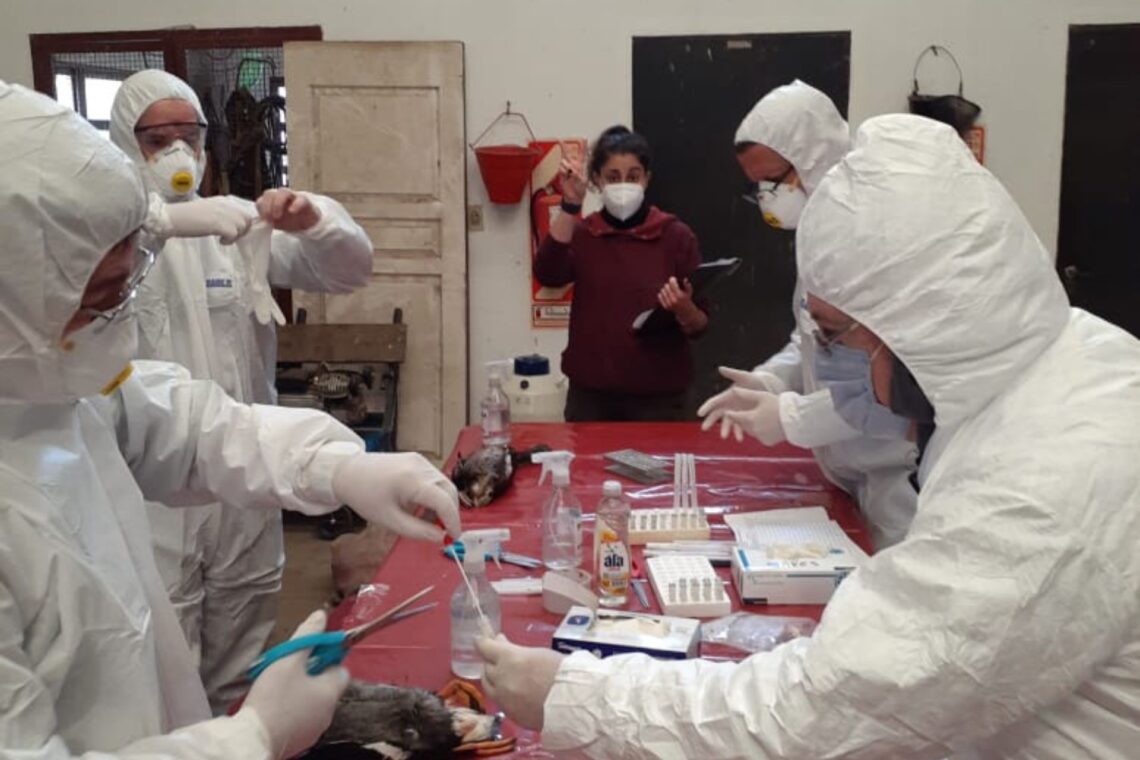 Entre Ríos refuerza la detección temprana de influenza aviar en aves silvestres y de corral