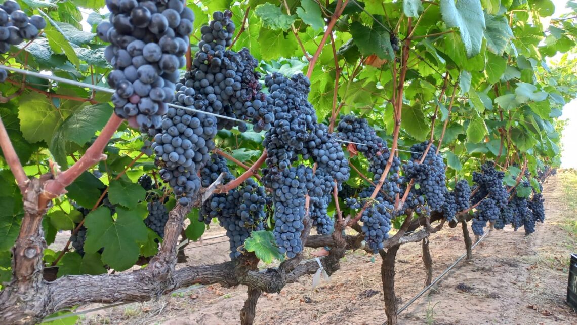 «ENTRE RÍOS, ENTRE VIÑAS»: LA GRAN CITA DEL VINO ENTRERRIANO EN CONCORDIA