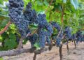 «ENTRE RÍOS, ENTRE VIÑAS»: LA GRAN CITA DEL VINO ENTRERRIANO EN CONCORDIA