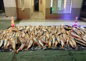 En Paso Cerrito decomisaron mil kilos de dorado transportados de manera ilegal