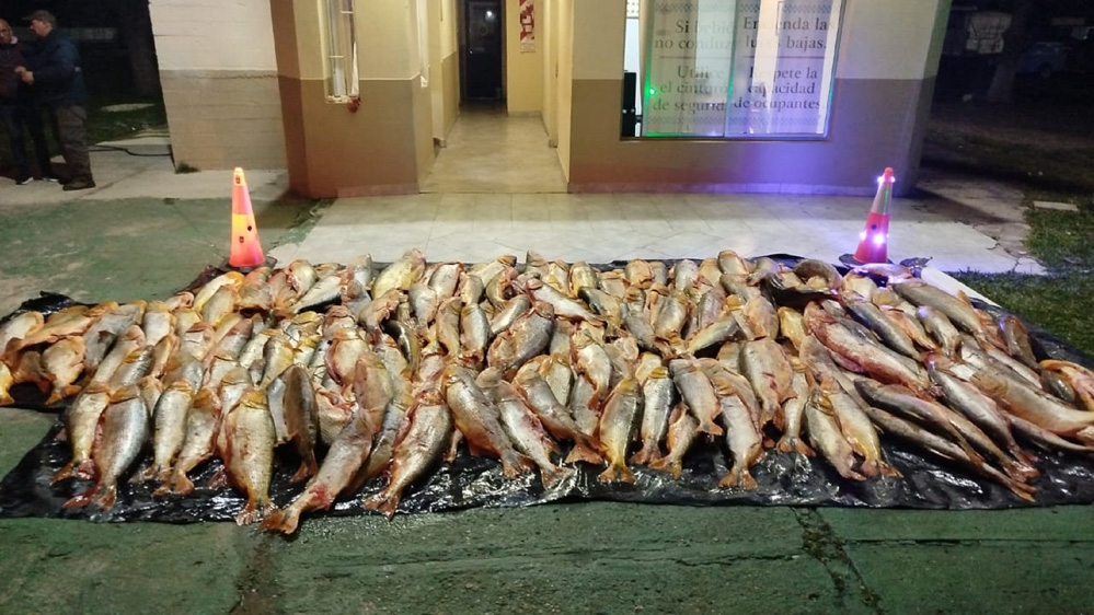 En Paso Cerrito decomisaron mil kilos de dorado transportados de manera ilegal