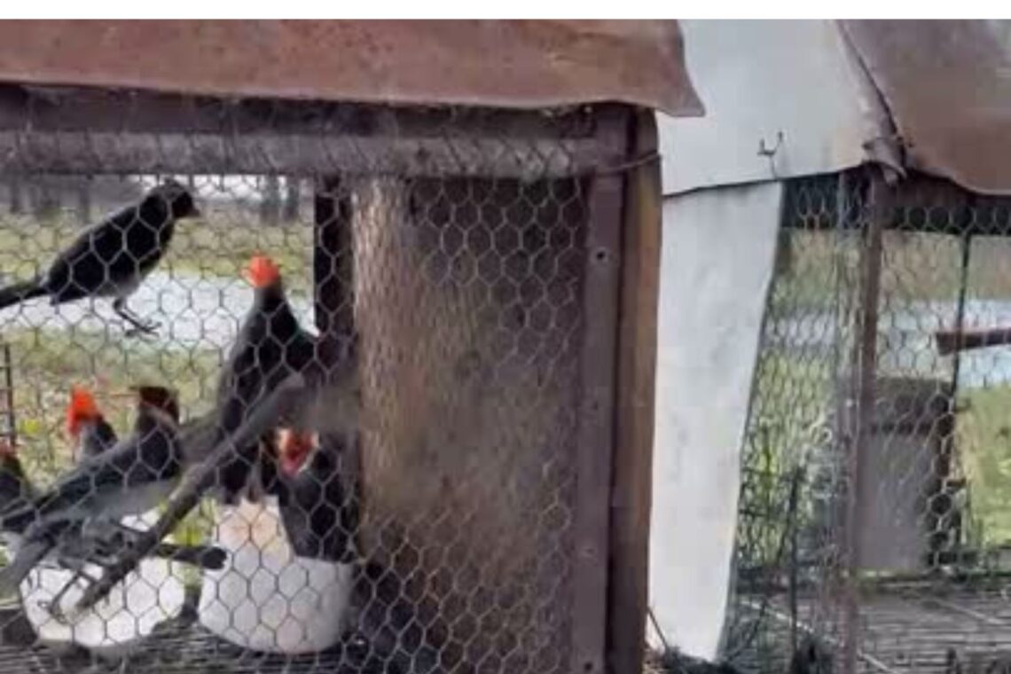 La provincia intensifica controles sobre especies nativas y carnes