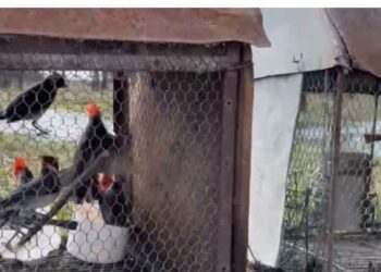 La provincia intensifica controles sobre especies nativas y carnes