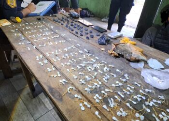 Cinco Allanamientos, Siete Detenidos, secuestro de más 300 dosis de Cocaína y más de medio kilo de Marihuana