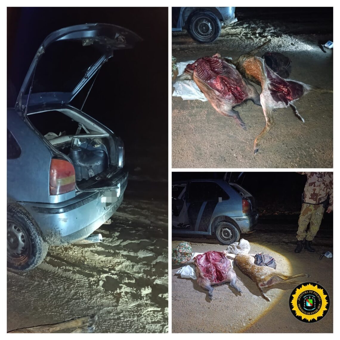 Infracción a ley de caza y decomiso de una cría de ciervo con vida