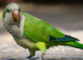 La provincia refuerza acciones de control y monitoreo sanitario de aves