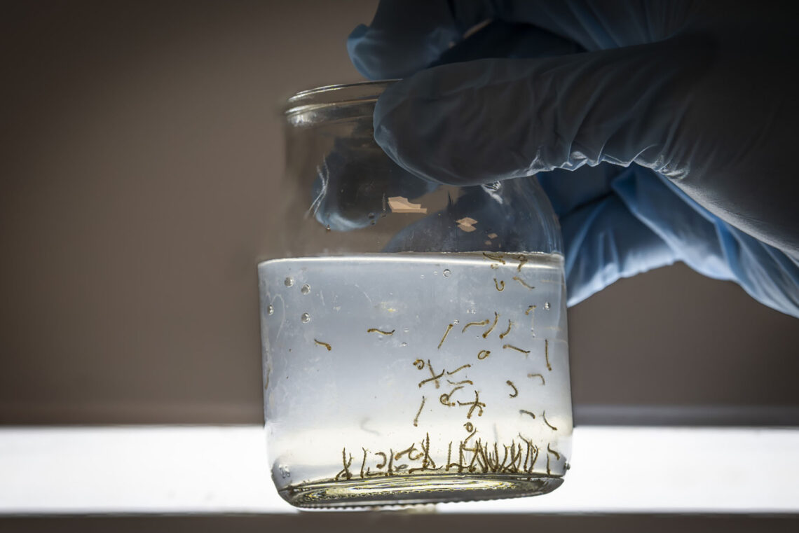 Salud recuerda las medidas de prevención del dengue