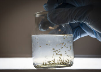 Salud recuerda las medidas de prevención del dengue