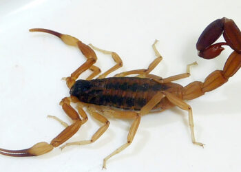 Desde Salud se recuerdan las principales medidas para prevenir picaduras de alacranes