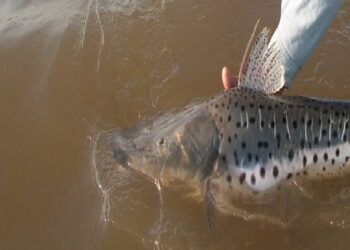 En Entre Ríos rige la veda para la pesca de surubí hasta el 15 de marzo