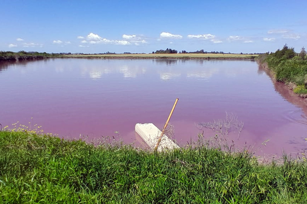 Desde el Gobierno provincial intensifican el monitoreo ante coloración inusual en Arroyo Espinillo