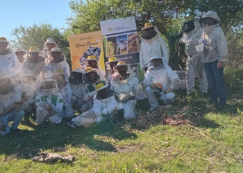 Con capacitación, apicultores entrerrianos mejoran su eficiencia productiva