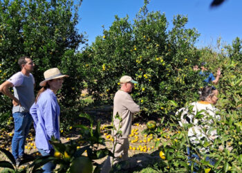 Se oficializó la emergencia agropecuaria nacional para productores de citrus, huerta, pecanes y soja afectados por granizo