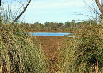 Entre Ríos será sede de un foro científico nacional sobre estudio de los mamíferos