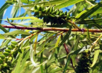 Entre Ríos suma conocimientos para la restauración ambiental y uso productivo del árbol de sauce