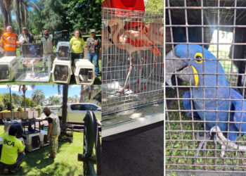 Decomisan ejemplares de fauna silvestre en Gualeguay