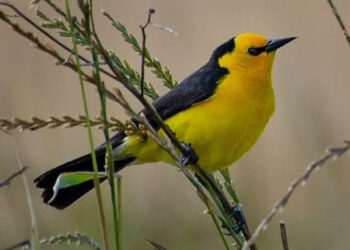 Entre Ríos se suma a la mesa de trabajo para la conservación del Tordo Amarillo