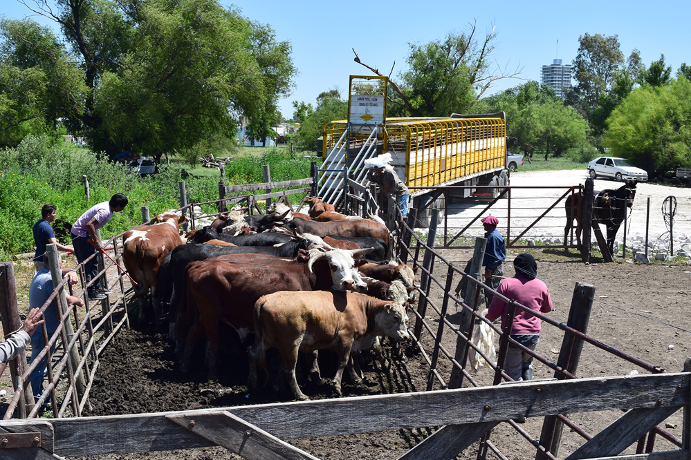 A un año de vigencia, se emitieron 160.000 Documentos Únicos de Tránsito al transportar más de 7,8 millones de animales