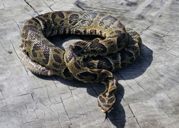 Salud emite recomendaciones por mordeduras de serpientes