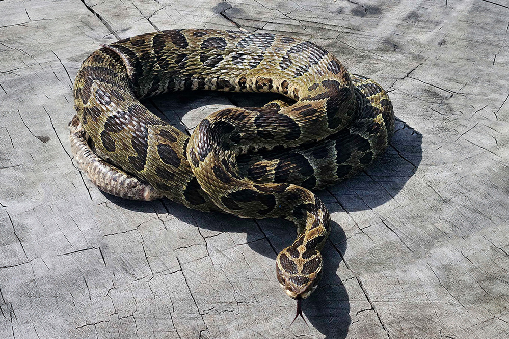 Salud emite recomendaciones por mordeduras de serpientes