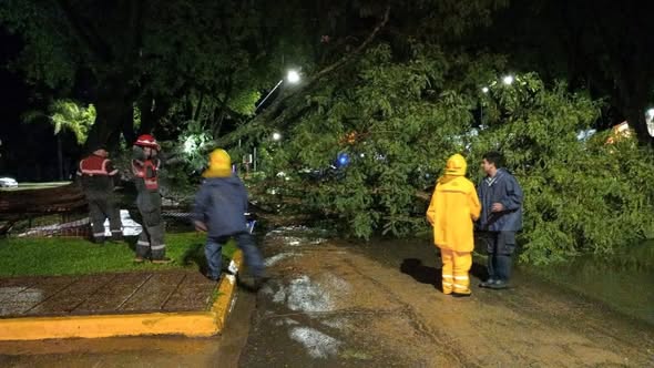 TEMPORAL: ÁRBOL DE GRAN PORTE CAYÓ FRENTE A LA JEFATURA DE POLICÍA DEPARTAMENTAL FEDERAL