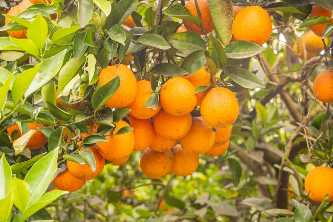 CONCORDIA PRESENTA SU PROPUESTA DE VERANO EN LA NOCHE DE LOS SHOPPINGS DE BUENOS AIRES