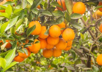 CONCORDIA PRESENTA SU PROPUESTA DE VERANO EN LA NOCHE DE LOS SHOPPINGS DE BUENOS AIRES