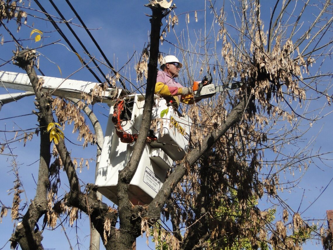 CORTE DE ENERGÍA: UNA RAMA DE UN ARBOL CAYÓ SOBRE EL SISTEMA DE DISTRIBUCIÓN ELÉCTRICA
