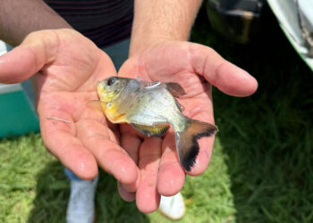 Realizaron la primera liberación de pacú para el refuerzo de especies nativas en el Paraná Medio