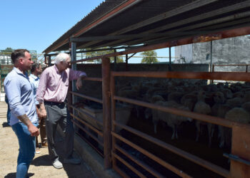 Este martes comenzó en Gualeguay la faena de ovinos para exportar a Kuwait