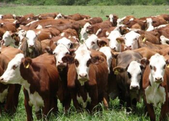 La ganadería entrerriana revela una mejora de sus índices productivos