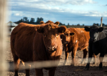 Marcas ganaderas más protegidas: el Gobierno amplió plazos y derechos