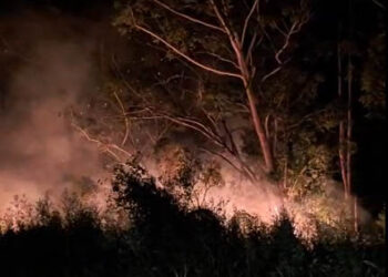 CAIDA DE RAMA, FUEGO Y CORTE DE ENERGÍA