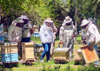 Jóvenes y adultos de la provincia se capacitan en apicultura