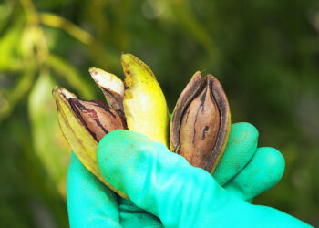 Entre Ríos crece con la incorporación de derivados de la nuez pecán al Código Alimentario Argentino