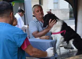 PROGRAMA DE ESTERILIZACIONES BARRIALES