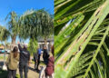 Sanidad vegetal declaran la emergencia fitosanitaria nacional por presencia de Picudo de las Palmeras