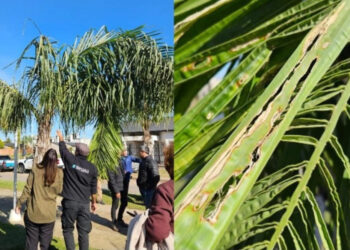 Sanidad vegetal declaran la emergencia fitosanitaria nacional por presencia de Picudo de las Palmeras