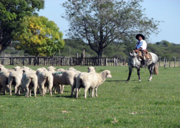 Efectivizan los primeros créditos para productores de cabras y ovejas