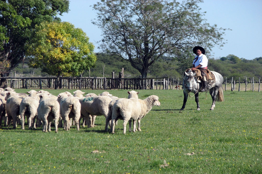 Efectivizan los primeros créditos para productores de cabras y ovejas