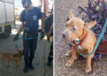 VETERINARIA MUNICIPAL PARTICIPÓ DE UN OPERATIVO QUE PERMITIÓ RESCATAR UN PERRO ABANDONADO EN LA VÍA PÚBLICA